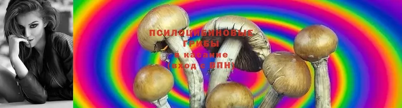 магазин продажи   Курган  Псилоцибиновые грибы Psilocybine cubensis 